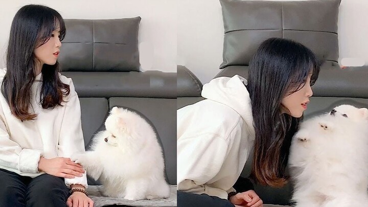 Chủ nhân đột nhiên giả vờ không nhìn thấy chú chó, phản ứng lo lắng của chú chó thật đáng yêu! !