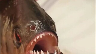 Seberapa tajam gigi piranha?