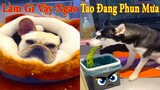 Thú Cưng TV | Dương KC Pets | Video Vui Nhộn Hài Hước Lầy Lội Cười Sảng Khoái | funny cute dog