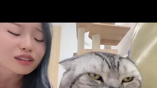 Keamanan listrik! Kucing yang beradab!