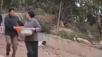 They to Good luck. The lucky girl who stole the CEO's heart.  Chinese drama