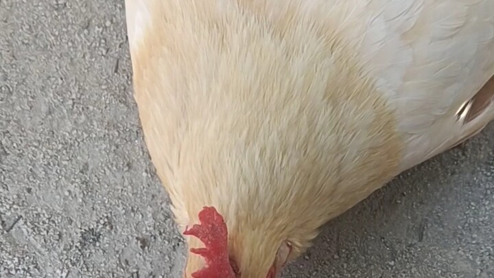 Sau khi chăm riêng cho gà mái