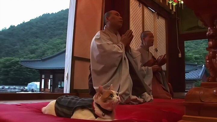 A cat has been a monk for five years, eating vegetarian food with the monks every day. It is a cat w