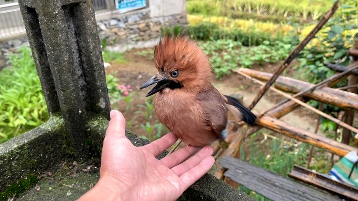 A bird flew to the doorway. I reached out to tease it, and it pecked me on the hand!