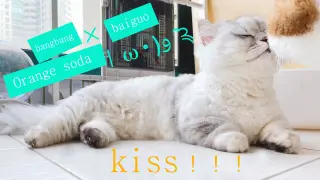 [NK] Orange Soda - KB's Cats!