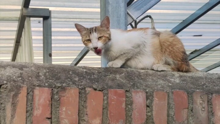 ตดเหม็น🐱 วงจรนี้เริ่มใหม่อีกแล้ว (เวอร์ชันยาวพิเศษ)