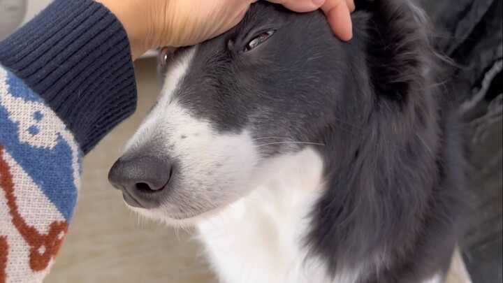 Challenge to pet the dog more and more