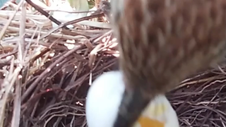 The cuckoo's parasitic behavior was discovered by a clever bird mother, who pecked the cuckoo egg to