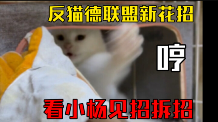 Liên minh chống Pháp sư Mèo tung chiêu mới! Hãy xem Tiểu Dương đối phó từng chiêu một!