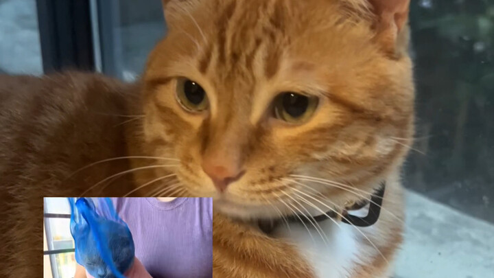 Cách cắt móng cho mèo đúng chuẩn