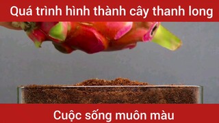 Quá trình hình thành của cây thanh long   #videohaynhat