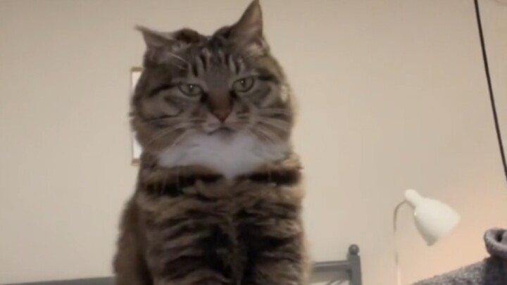 “The cerebellum is shrinking at a visibly rapid pace!”