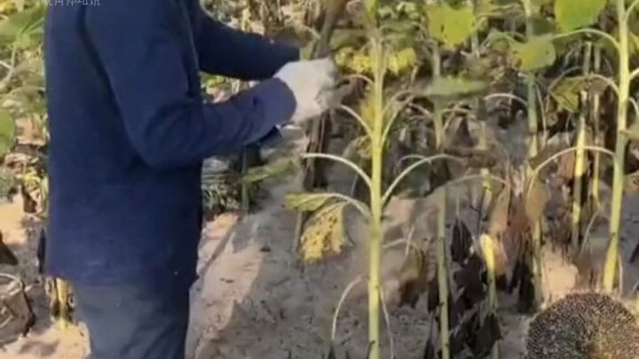 So stress-relieving! The farmer’s smooth, effortless movements as they harvest sunflowers and arrang