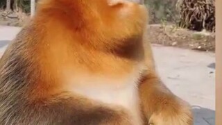 Several golden monkeys in Shaanxi entered the village in search of food, got along well with the dog
