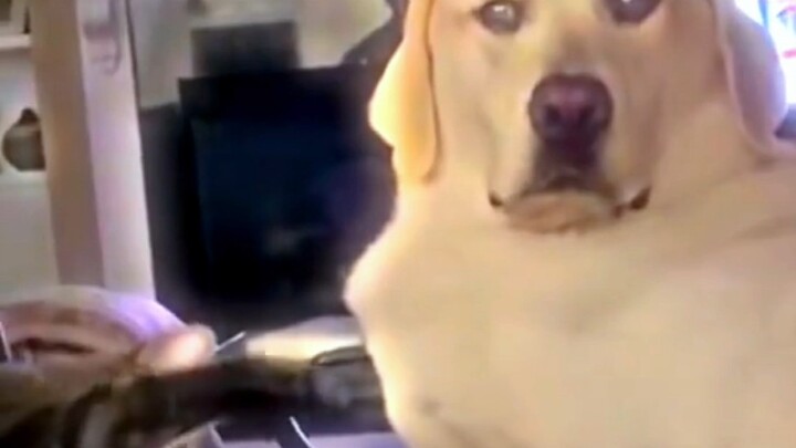 “Outgoing Cat Teases Shy Dog”