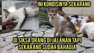 Kucing Yang Di Siksa Orang Sampai Perutnya Di Jahit Ini Kondisinya Sekarang Imut Banget Wajahnya.!