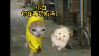 岁月带走了奶奶，而奶奶带走了小白