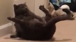 Funny animal video compilation #28