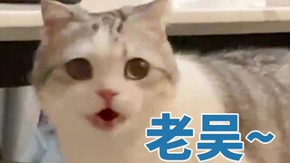 Con mèo hét lên cho đến khi giọng khản đặc để tìm người chơi cùng.