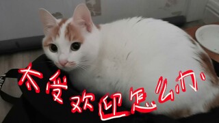 我家猫咪发情居然把野猫叫到门口住下来了？！长得好漂亮~~~