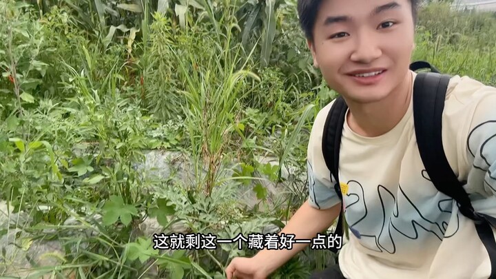 Who the heck is stealing my watermelons? Seriously, they’re just taking them! Do they think my field