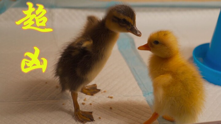 A one-day-old call duck, barely able to walk, already vying for attention.