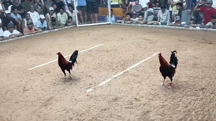 5k sweater vs gelmore