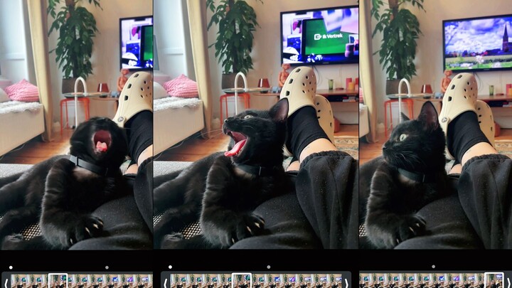 أُهدي أغنية لقطتي وأدخل رسميًا عالم الروك!