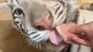 是什么美味让兄妹仨反目成仇？