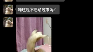 عندما تصبح قطتك روحًا