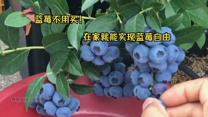 以后蓝莓不用买，在家就能实现蓝莓自由。