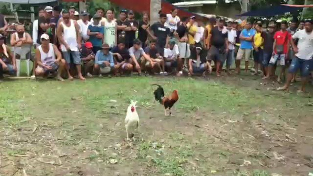 Pula Vs White. akala ko talo na yung pula ko nanalo pa nga