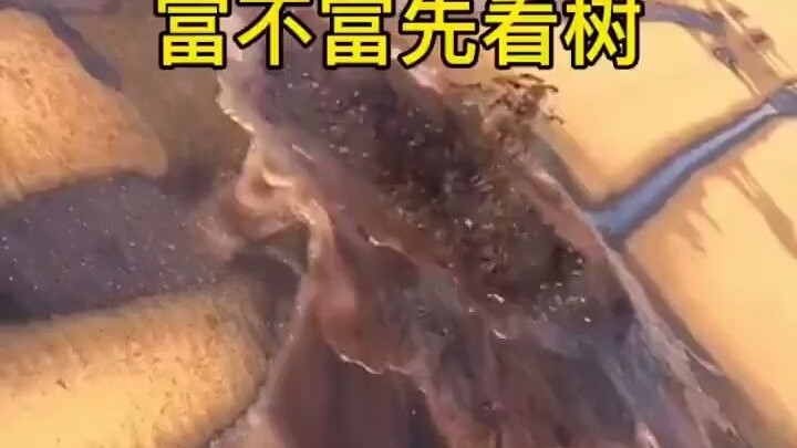 في دبي، اعرف ما إذا كان الشخص غنيًّا أم لا من خلال شجرته. الأثرياء الحقيقيون لم يعودوا يتسكعون بالسي