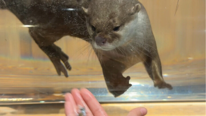 How tempting is fish to the little otter?