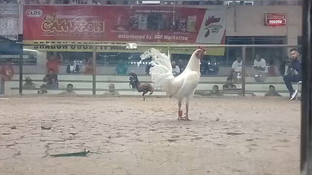 Burnok ismali white jacket