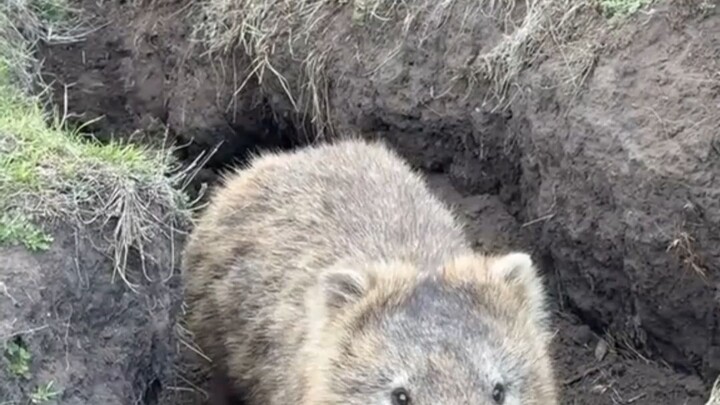 Bokong koala lebih keras daripada perisai