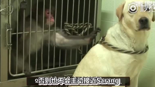 一只饱受霸凌欺侮的猴子，失去了对生活的追求，终日躲在铁笼，仇视外在的一切，情绪早已高位截瘫，情感严重器官衰竭，自闭了！