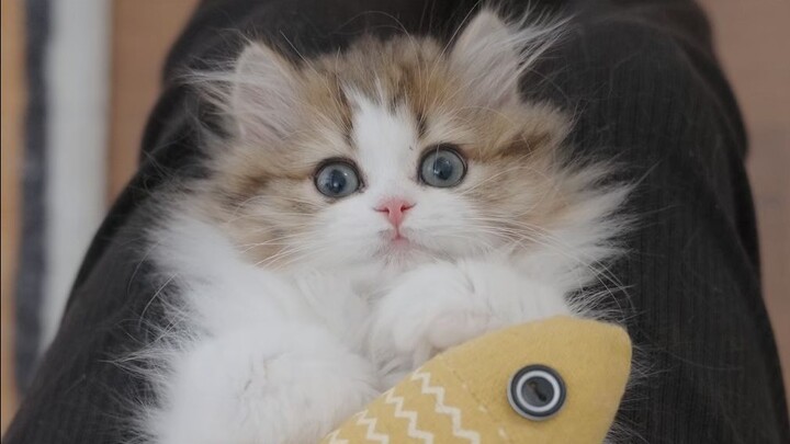 坏了，卡到小猫的bug了