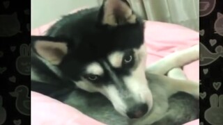 Husky: Aku bukan orang, namun kau benar-benar anjing!