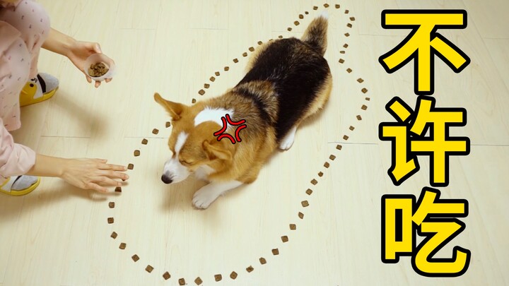 วางอาหารหมาไว้เพียบแต่ห้ามกิน น้องหมาแทบคลั่ง: ขอกินสักคำเดียวเอง! 【ดูบี้ขาสั้น】