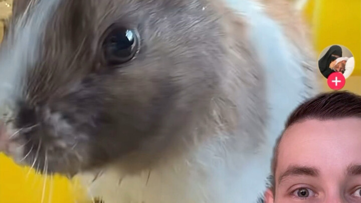 พวกมันน่ารักขนาดนี้ ทำไมคุณถึงทำแบบนั้นล่ะ?