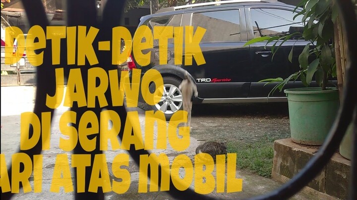 kucing lucu (si Jarwo) diserang⁉️⁉️⁉️⁉️⁉️
