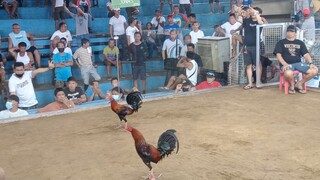 second fight CHAMPION 🏆🏆 2HITS ULUTAN SA GUIGUINTO BULACAN #BLACK_GAMEFARM