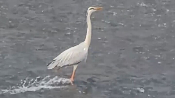 What kind of animal is this that can ride a sword and fly?