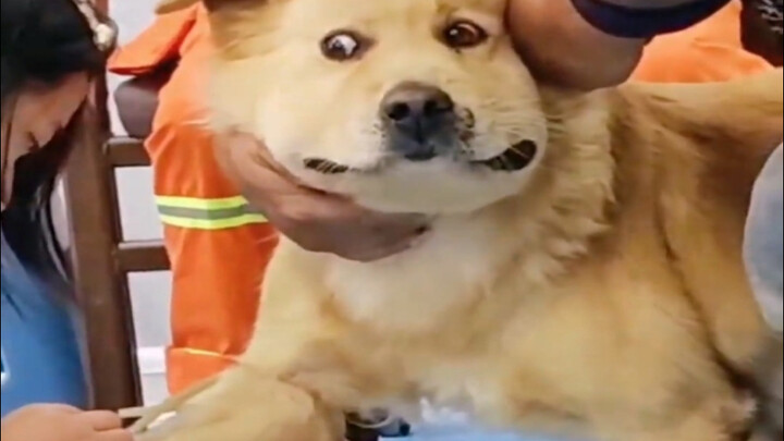 “Animals’ Awkward Moments”