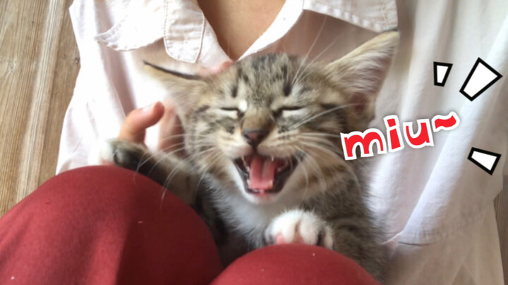 What does a little kitten sound like? Little milk kitten: Miu~~