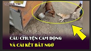 Câu chuyện CẢM ĐỘNG RỚT NƯỚC MẮT của hai chú chó và CÁI KẾT BẤT NGỜ💥 | TIN GIẢI TRÍ