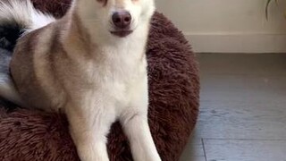 He’s got the voice of an angel 😇 funnypets alaskankleekai