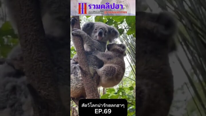 รวมคลิปตลกฮาๆ EP.179 #สัตว์เลี้ยง  #ตลก #shorts #tiktok #funny #สัตว์โลกน่ารัก #แกล้ง #สัตว์ตลก