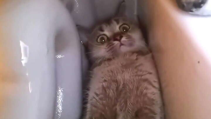 Mèo mèo cũng mắc chứng sợ giao tiếp xã hội á!